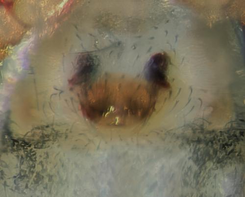 Erigone sp.